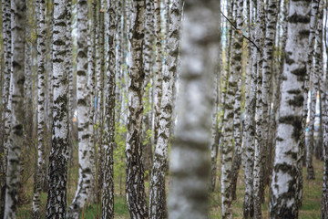 Obraz premium Beautiful natural panoramic landscape - summer birch grove in the evening diffused sunlight. Yellow birch forest, late autumn. Trunks of birch trees black and white