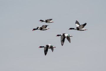 Shelduck, Common Shelduck, Tadorna tadorna