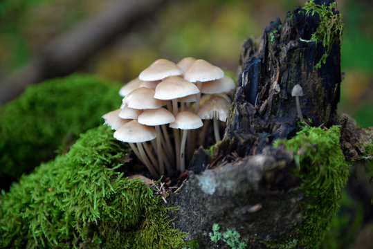 Mushrooms false honey fungus on stump