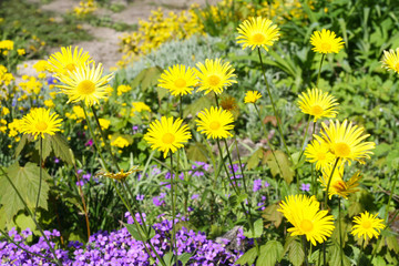 Obraz premium Es blüht im Frühling. Blaukissen und gelbe Margarithe, Bienenweide im Bauerngarten