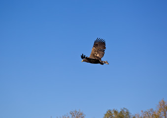 White-tailed eagle. Astrakhan region. Russia.