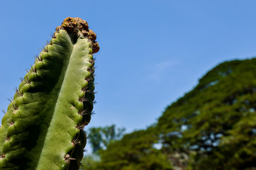 DETAIL VIEW OF THE CARDON CACTUS IN SUMMER