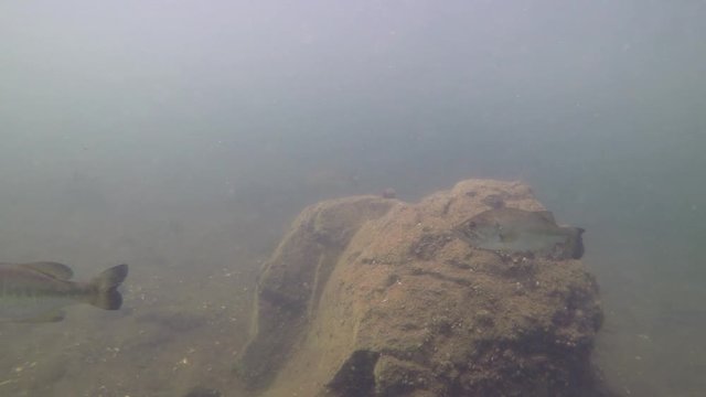 School of Largemouth Bass Swimming in Front of Rock