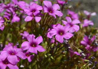 Geranium maderense, Madeira cranesbill plant growing wild in Teide National Park of Tenerife,Canary Islands,Spain.Pink geranium flowers.Selective focus.Floral background or texture.