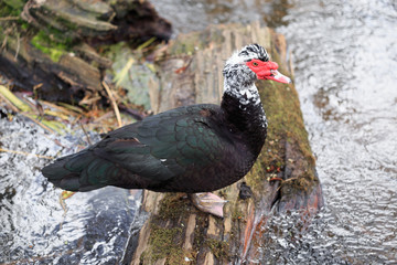 Indo duck resting on a fallen tree in a river