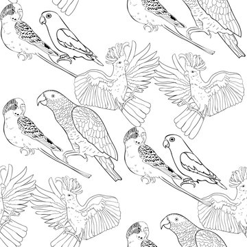 Seamless pattern coloring Jaco, Lovebird, wavy parrot kakadu.  illustration