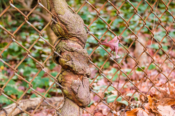 The trunk of the tree spouted through wire grid closeup.