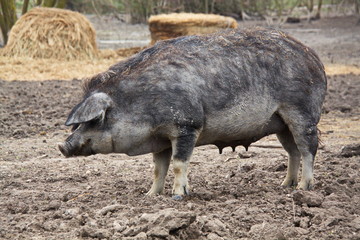 Mangaliza Schweine in Illmitz