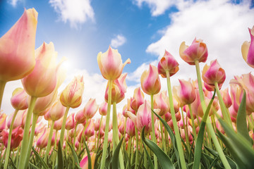 Colorful Tulips