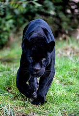 Black Panther