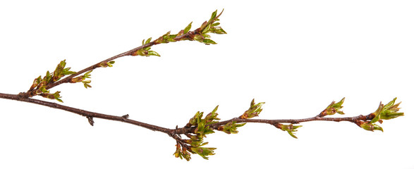 Swollen green buds on a branch of a cherry tree