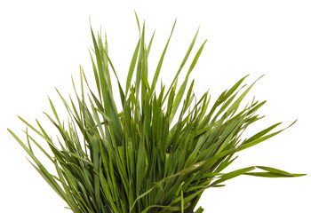 A bunch of green grass. Isolated on white background
