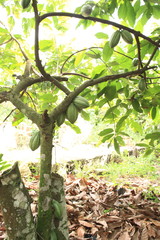 Cacao in Ghana 