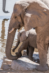 Plakaty  Rodzina słoni afrykańskich w wodopoju Moringa w parku narodowym Etosha. Namibia, Afryka.