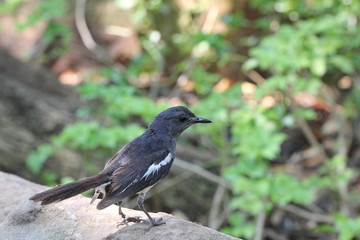magpie broken leg