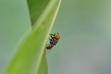 gadfly
