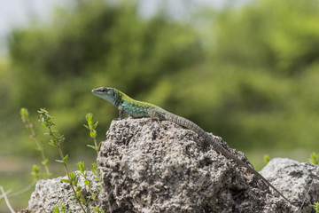 Italian Wall Lizard (Podarcis sicula) in the ancient ruins of Paestum, Italy