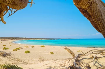 Store enrouleur tamisant Plage tropicale Chrisi island beach view from under big juniper tree, Crete, Greece.