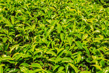 Background of tea leaves.