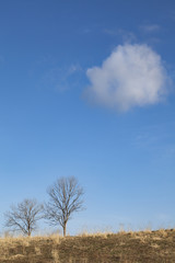 Obraz premium 春の丘