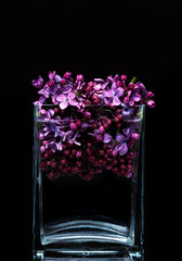 Beautiful violet tulips in a glass rectangular vase on a black background