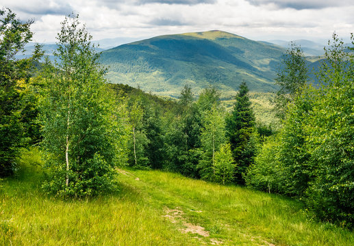 path through the meadow in forest on a hillside in mountains
