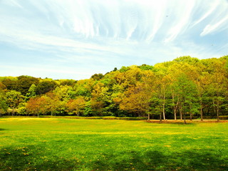 Naklejka premium 春の林と草原風景