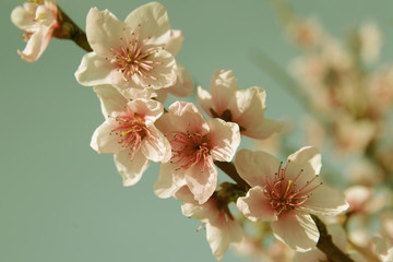 Closeup of beautiful blooming peach flowers