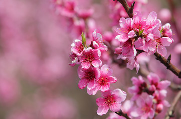 Closeup of beautiful blooming peach tree