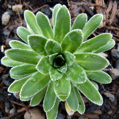 Strauß-Steinbrech - Saxifraga cotyledon - Pflanze