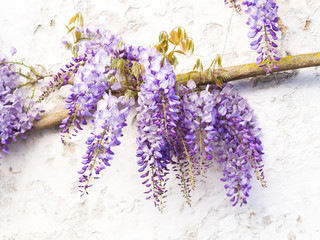 Purple wisteria plant growing on the wall in Portugal