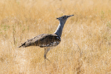 A Kori Bustard (Ardeotis kori) walking in the grasslands of Etosha in Namibia, Africa.