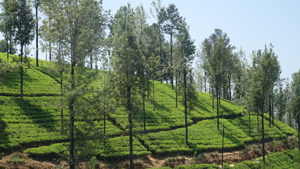 Plantation de théiers à l'abri des arbres au Sri Lanka