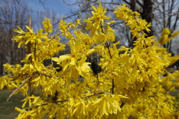 Blooming forsythia in the garden in spring