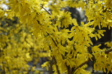 Bright yellow flowers of forsythia in spring