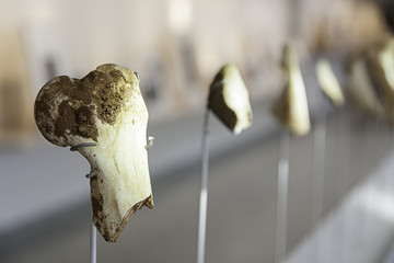 Prehistoric human bones