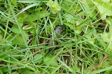 Feldgrille - Gryllus campestris - Nymphe - Jungtier - 2