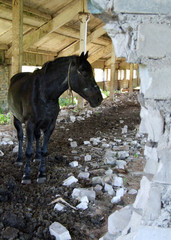 3.livestock