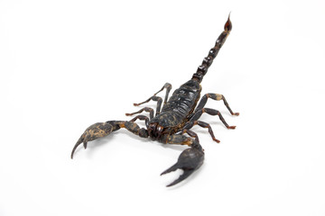 Scorpionidae for education in laboratory.	