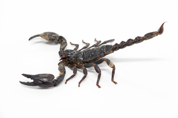 Scorpionidae for education in laboratory.	
