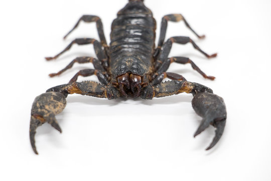 Scorpionidae for education in laboratory.	