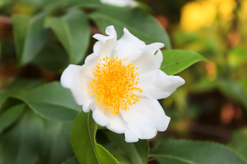 Obraz premium Fried Egg Tree / Oncoba spinosa Forssk.