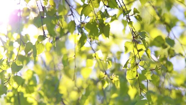 Closeup of beautiful spring branches of birch tree with fresh green leaves and bright sun shining through. Real time full hd video footage.