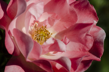 Into a rose