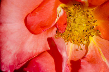 Into a rose