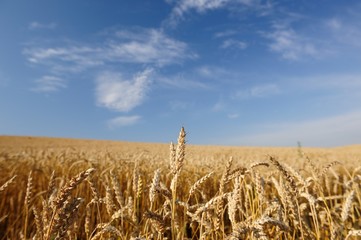 Wheat Field and Blue Sky