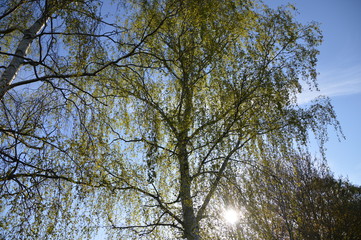 Bäume im Morgenlicht