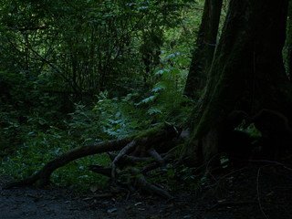 Green view of tree and forest in Cates Park, Vancouver, Canada.
