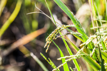 rice field