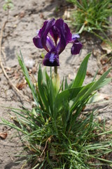 Single flower of Iris tectorum in spring